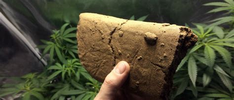 Welcome to paxful, a place for you to convert your pakistani rupee (pkr) into btc in the safest way possible. Buying Marijuana Seeds in Pakistan 2021 | 10Buds