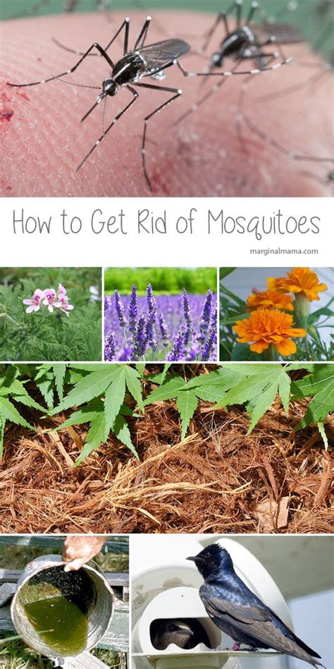 Getting rid of mosquitoes is not unlike getting rid of mold or the common cold: There are several methods to get rid of mosquitoes in your ...