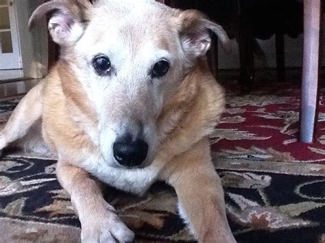 Learning that your dog has been diagnosed with a brain tumor is devastating news for any pet owner, and the how to care for a dog with a brain tumor: Max the dog- Brain Tumors, Cyber knife, HBOT and beyond ...