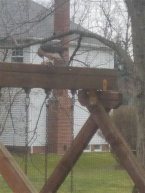 Discussion in 'the lodge' started by catfishnut, feb 25, 2012. Eating a chipmunk on my swingset in northeast ohio ...