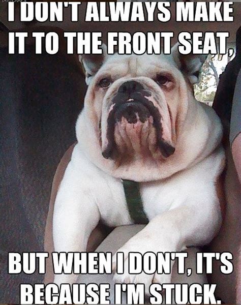 So what is your favorite funny or cute name for a bully? 14 Funny English Bulldog Memes of the Day! | PetPress