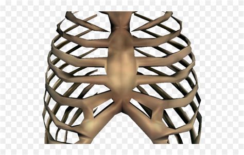 Use these free rib cage png #1159 for your personal projects or designs. Rib Cage Png Transparent Images - Rib Cage Transparent ...