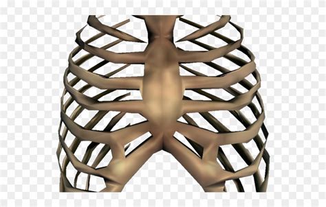 Over 200 angles available for each 3d object, rotate and download. Rib Cage Png Transparent Images - Rib Cage Transparent ...