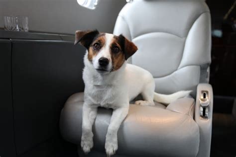 Maybe you would like to learn more about one of these? First class Fido: Dogs get their OWN £1,250 seats so they ...