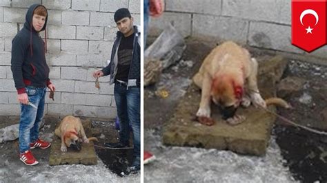 Le plus récent top hebdomadaire top mensuel le plus regardé les mieux notées la plus longue le plus court. Two Turkish Men Were Caught Chopping A Dog's Ears Off For ...