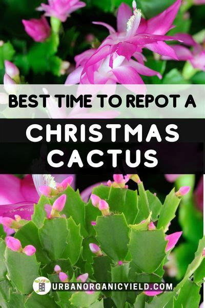 Cacti are amazing, especially when they are. When to Repot a Christmas Cactus (Holiday Cactus) in 2020 ...