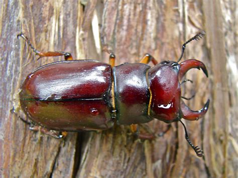 The name refers to the resemblance of the antennae to deer antlers. Reddish-brown Stag Beetle (Lucanus capreolus) - Lucanus ...