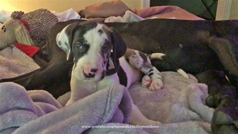 Just work through each step, one after the other at your own pace and you'll be sure to have a happily crate trained puppy before. 6 Week Old Great Dane Puppy's First Night With His New ...