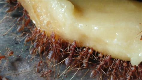 Tak cuma menyakitkan, beberapa jenis semut ternyata juga cukup berbahaya. Dari beberapa jenis makanan ternak semut KROTO ini makanan ...
