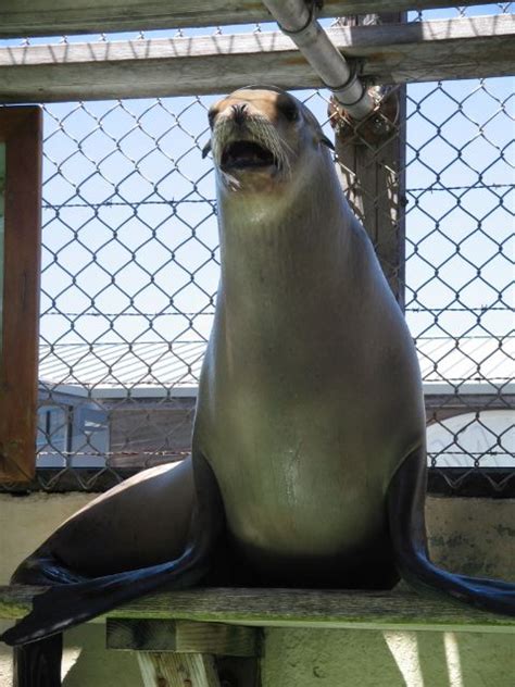 They also appear in other related business categories including restaurants, health & diet food products, and american restaurants. A seal at Morro Bay. | Animals, Morro bay, Life