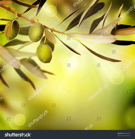 Microphotography of green grass and water dew. Best 47+ Olive Wallpaper on HipWallpaper | Olive Wallpaper ...