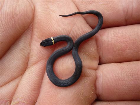 They live under rocks, logs. File:Ring necked snake recently hatched, Missouri Ozarks ...