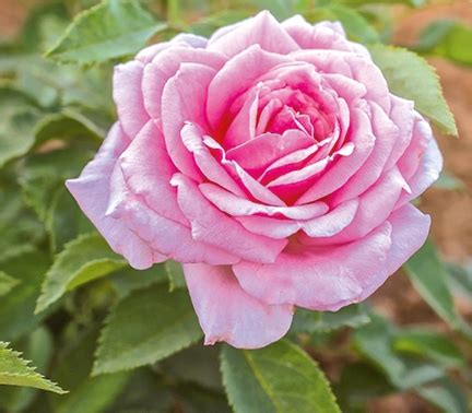 Robert basye was a professor at. Belinda's Dream | Floribunda Shrub Rose | Parrans Greenhouse