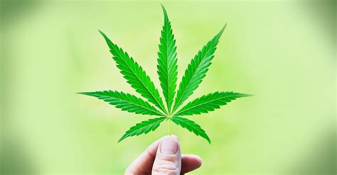 Informazioni su DDL Cannabis, rimane in quarantena al Parlamento