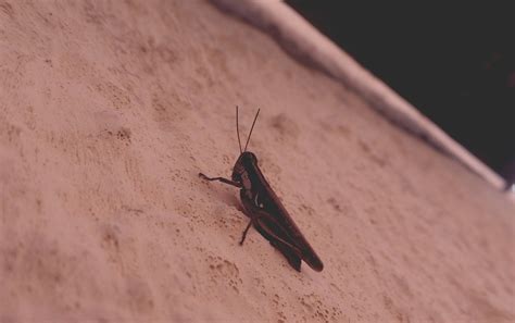 Crickets, unlike grasshoppers, are short and stubby, and tend not to jump. cricket, animals, nature | Stock Images Page | Everypixel