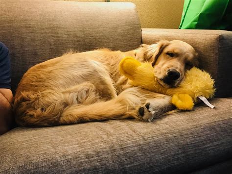 Mystery gift's item depends on the luck stat. I think she likes her Xmas present : goldenretrievers