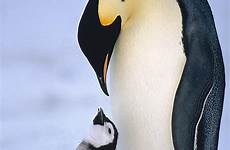 penguin emperor adult chick wothe konrad photograph baby fineartamerica 13th visit uploaded february which choose board penguins