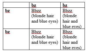 Blonde hair is not actually a recessive trait. Jim and Pam are both homozygous recessive for blonde hair ...