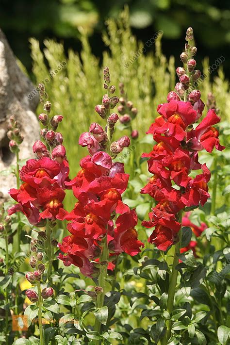 Eine tolle für idee einen vertikalen garten für drinnen und draußen. Garten Löwenmaul Bild bestellen - Naturbilder kaufen ab 25 ...