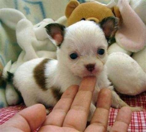 I cuccioli di cane, infatti, nascono senza denti e poi iniziano a mettere i dentini da latte a partire dalla seconda o terza settimana di vita. Cerco in regalo un cane cucciolo di piccola taglia ...