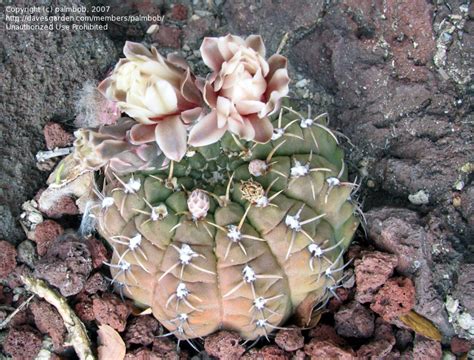 The cactus garden is a regional collection of cacti and succulents grouped by growth forms and specific genera. PlantFiles Pictures: Rose Plaid Cactus (Gymnocalycium ...