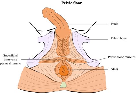 The pubococcygeus, the iliococcygeus, and the puborectalis. Post surgery incontinence - Fit For Prostate Surgery