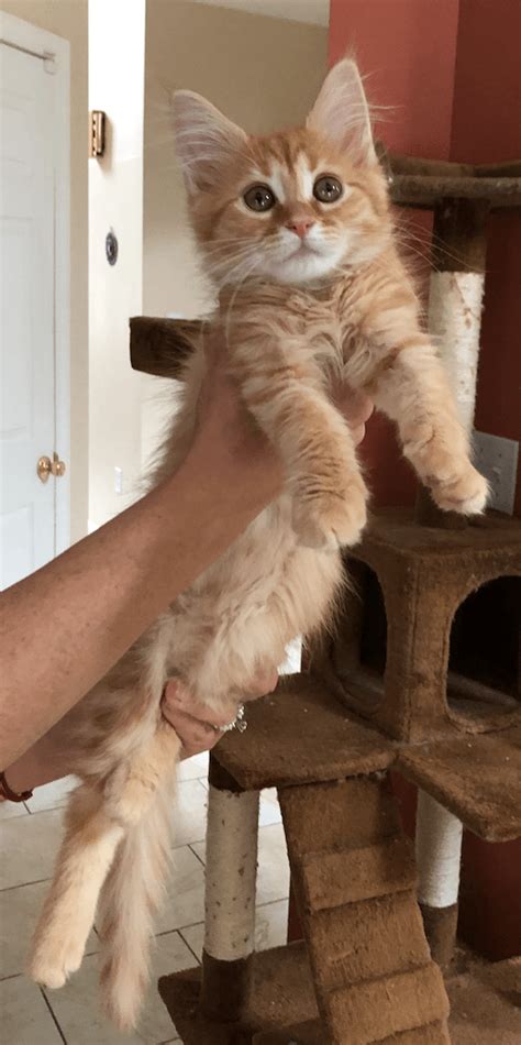 Located in calgary, alberta canada, our cats are of a unique background, as they have all originated from europe. Maine Coon Cats For Sale | Bayville, NJ #304905 | Petzlover