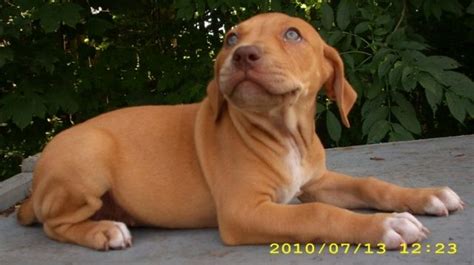 338 likes · 13 talking about this. Pitbull Welpen, noch 2 kleine Hündin zu vergeben ...