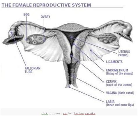 Maybe you would like to learn more about one of these? KANKER SERVIKS: 6. Berapa lama masa pertumbuhan kanker ...