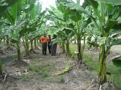 Pisang cavendish ini bukan hanya populer di indonesia, melainkan populer di dunia pula. Kebun Pisang: Analisa Usaha Tani Pisang di Malaysia