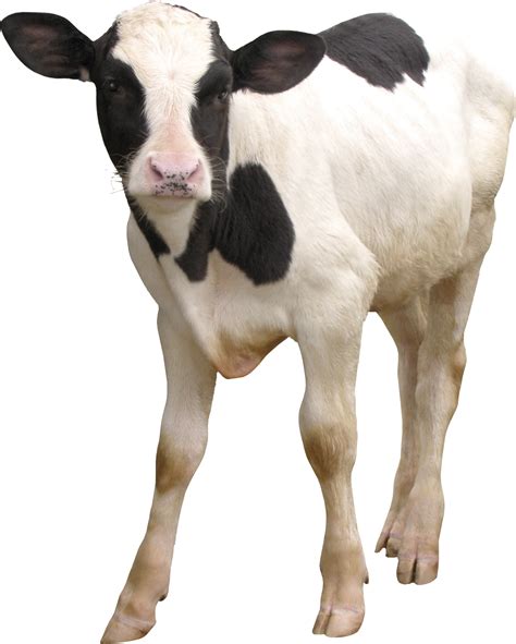 Polish your personal project or design with these cow transparent png images, make it even more personalized and more attractive. Cow PNG image, free cows PNG picture download