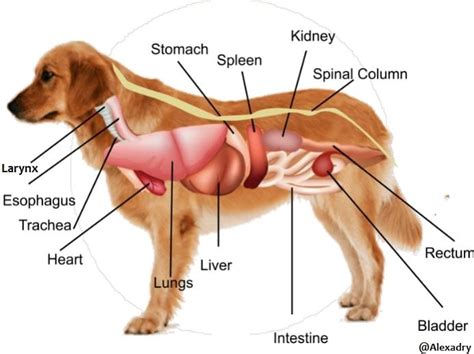 Not exactly, your rib cage offers no protection from the front, but from the back your last rib on each side is called a false rib, or floating ribs and they protect your kidneys.but your kidneys are not inside the actual rib cage. 15 Potential Causes of Abdominal Enlargement in Dogs ...