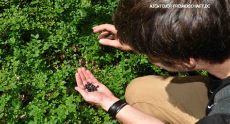 Zwar macht es etwas arbeit, die erdbeeren einzupflanzen, doch die mühe wird sich lohnen, wenn die ersten leckeren, schmackhaften und süßen früchte direkt vom strauch in den mund geerntet werden. Was wächst wann? Dein Saisonkalender für Obst und Beeren