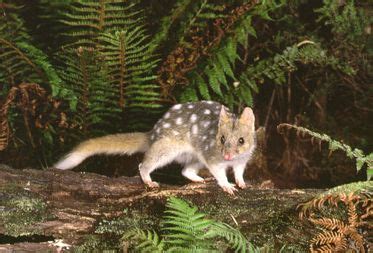 Pet supplies in new york, new york. Australian Eastern Quoll - Google Search | Rainforest ...