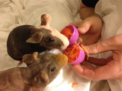 They should be provided with a small box to crawl into where their body heat will serve to keep them warm when they so desire. Hairless Guinea Pig Sales - Home