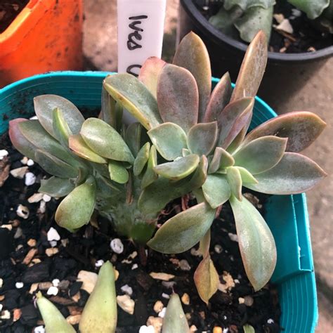 Check spelling or type a new query. xGraptoveria Fred Ives Cristata, Graptoveria 'Fred Ives ...