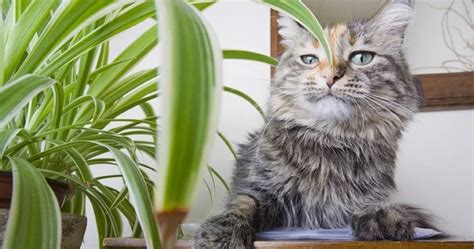 What kind of cat harness do you use on your cat adventures of three indoor cats. 13 Purifying Houseplants that are Safe for Cats and Dogs ...