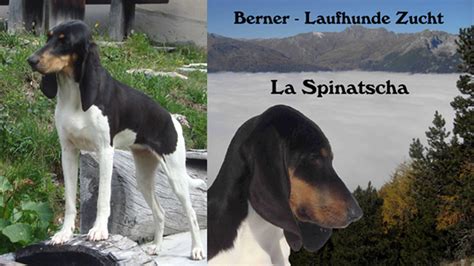 The schweizer laufhund is a breed born in switzerland and sought after by the french and the italians for their skill at hunting small mammals, especially hare. Schweizer Laufhund Welpen - Cute of Animals