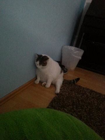 Da ich immer wieder gefragt werde, wann man mit seinem hund, katze, kleintier, vogel, meerschweinchen, kaninchen, hamster und sittich, usw. Meine Katze atmet zu schnell und versteckt sich. Was soll ...