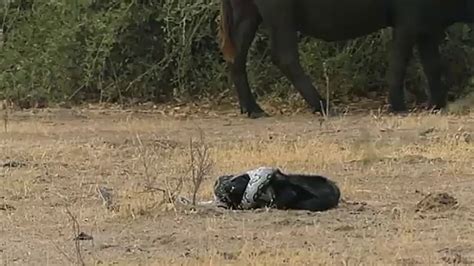 Watch pornstars fighting each other! Shocking video of python, honey badger and jackals ...