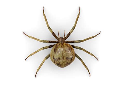 Discover more posts about aranhas. Aranhas