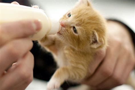 But it's also incredibly rewarding, and before you know it, your kittens will be eating on their own and soon ready to find kittens one week old or less: 2 Week Old Kittens Feeding