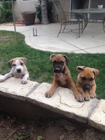 Pure bred puppies for sale from registered breeders located in australia and new zealand. (Boyles) Pit Bull Terrier puppies for Sale in Sacramento ...