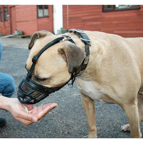 Attaqués par un chien sans laisse ni muselière, une mère de famille et son fils de trois ans ont été mordus. Muselière panier plastique BASKERVILLE taille 1