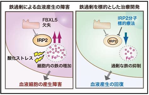 Maybe you would like to learn more about one of these? 造血幹細胞の過剰鉄が血液産生を阻害する仕組みを解明 —骨髄 ...