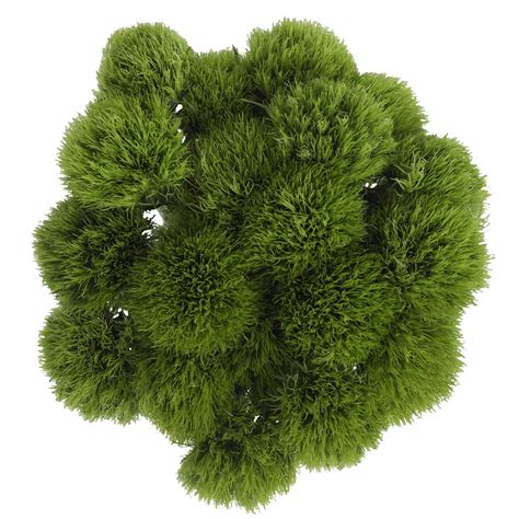 Get deals with coupon and discount code! Buy Green Ball Flowers Lowest Price Online | GlobalRose