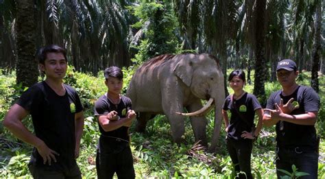 A member of sabah's wildlife rescue unit, nagalingam aided in sabre's rescue and translocation in october. Sabah's wildlife rescue rangers shot at fame via Scubazoo ...