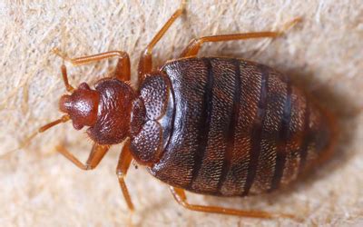 Using the products and methods suggested you will control bed bugs. 5 Signs You Have Bed Bugs At Your Home