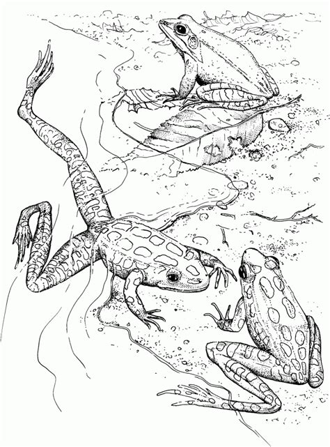 Are you looking for frog coloring pages to teach your little one more about these amphibians? coloring.rocks! | Frog coloring pages, Coloring pages ...