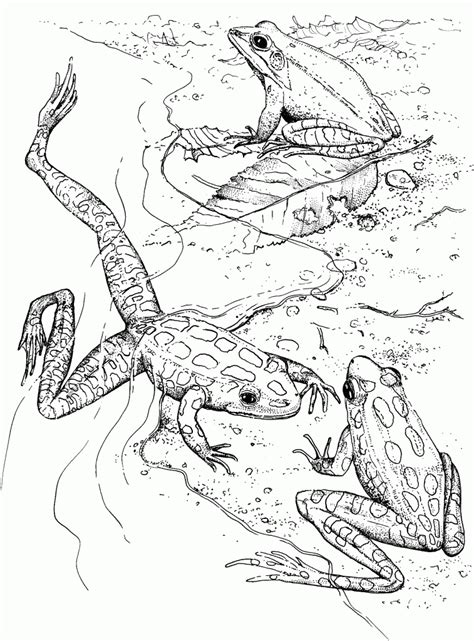 You can even observe its heart beating and its stomach digesting food. coloring.rocks! | Frog coloring pages, Coloring pages ...